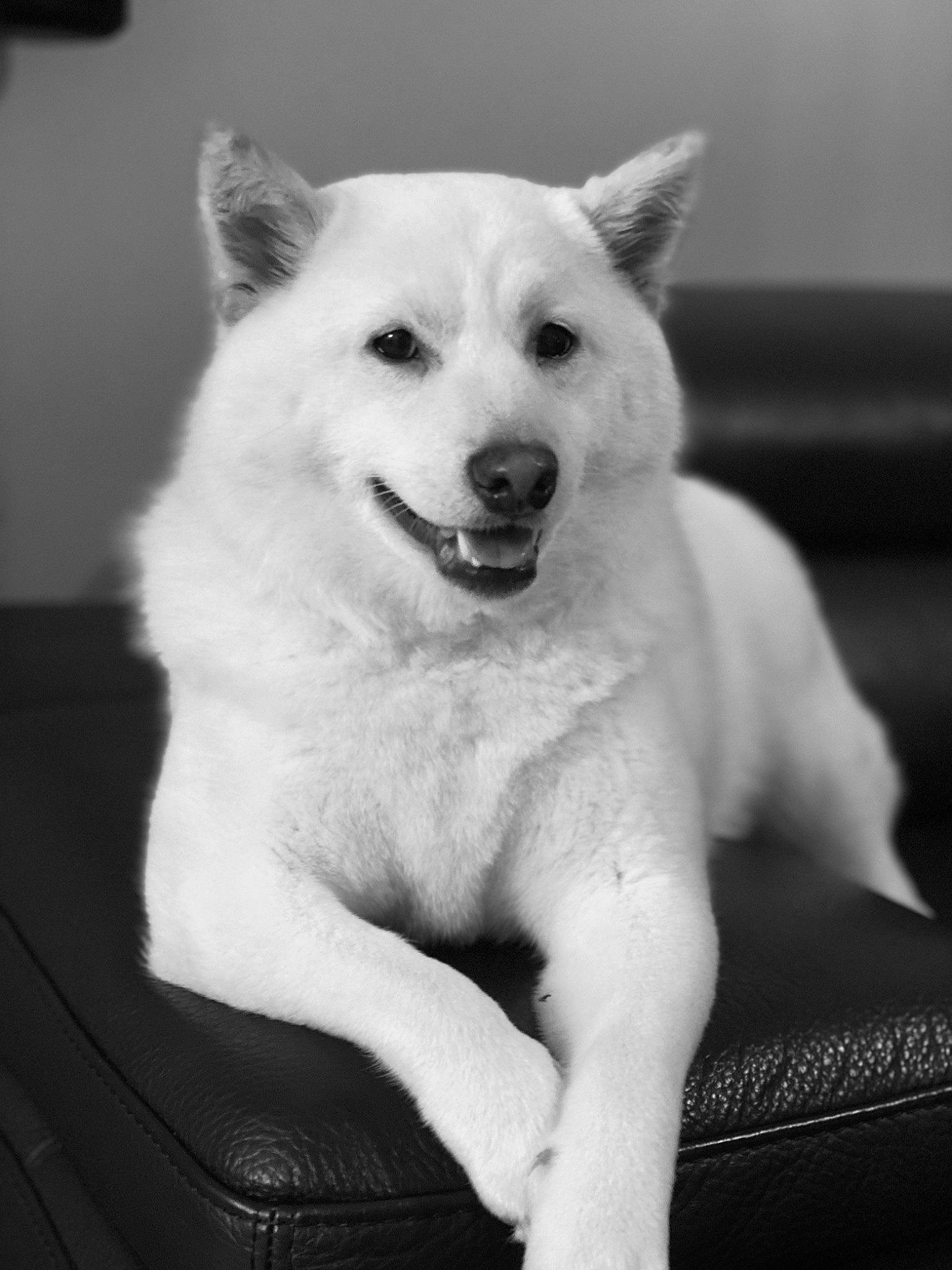 Asia a rejoint le concours — aidez-le/la à gagner de superbes lots ! canidae, carnivore, companion_dog, dog, dog_breed, eye, fang, flash_photography, foot, fur, happy, jaw, monochrome, monochrome_photography, paw, snout, sporting_group, tree, whiskers, working_animal