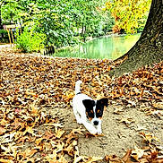 Archibald a rejoint le concours — aidez-le/la à gagner de superbes lots ! puppy, dog, autumn, leaves, forest, tree, pond, nature, outdoor, young_dog, playful, brown_leaves, greenery, trunk, small_dog, fall, canine, park, walking, curious