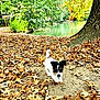 puppy, dog, autumn, leaves, forest, tree, pond, nature, outdoor, young_dog, playful, brown_leaves, greenery, trunk, small_dog, fall, canine, park, walking, curious