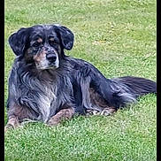 Patau participe au concours pour gagner de l'argent avec cette photo : dog, grass, outdoor, pet, canine, animal, lying_down, border_collie_mix, black_fur, white_fur, brown_fur, nature, alert, portrait, domestic_animal, resting, grass_field, looking_away, medium_sized_dog, screenshot