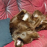 Utah participe au concours pour gagner de l'argent avec cette photo : animal, brown_dog, canine, comfort, couch_potato, cozy, dog, domestic_animal, fur, fur_texture, home, indoor, leather_couch, pet, pillow, red_couch, relaxed, resting, sleeping, sprawled