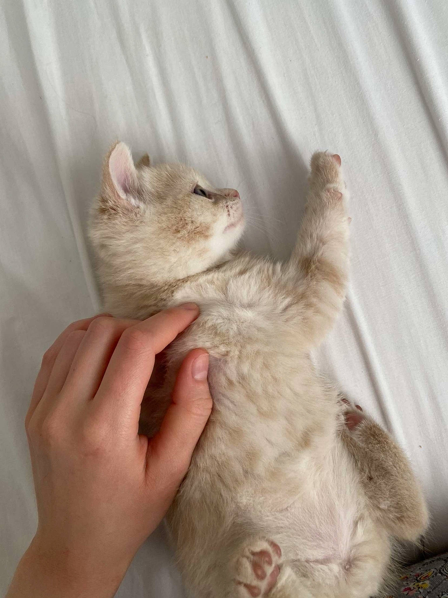 Tigrou a rejoint le concours — aidez-le/la à gagner de superbes lots ! cat_toy, claw, comfort, fawn, felidae, foot, fur, gesture, hand, marsupial, muroidea, nail, paw, rat, rodent, small_to_medium_sized_cats, snout, tail, whiskers, white_footed_mice