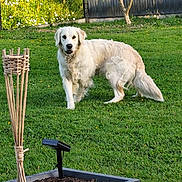 Vanille participe au concours pour gagner de l'argent avec cette photo : animal, buddha_statue, canine, daylight, decor, dog, fence, fur, garden, golden_retriever, grass, greenery, nature, outdoor, pet, plant, sunlight, tiki_torch, tree, yard