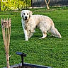 dog, golden_retriever, grass, garden, outdoor, greenery, buddha_statue, tiki_torch, sunlight, pet, animal, canine, fence, tree, daylight, nature, yard, decor, plant, fur