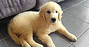 Vanille a rejoint le concours — aidez-le/la à gagner de superbes lots ! animal, architecture, building, canine, cockerspaniel, couch, cushion, dog, furniture, goldenretriever, homedecor, indoors, labradorretriever, livingroom, pet, poodle, puppy, room, tile, whitedog