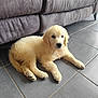 Vanille a rejoint le concours — aidez-le/la à gagner de superbes lots ! animal, architecture, building, canine, cockerspaniel, couch, cushion, dog, furniture, goldenretriever, homedecor, indoors, labradorretriever, livingroom, pet, poodle, puppy, room, tile, whitedog