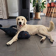 Vanille participe au concours pour gagner de l'argent avec cette photo : chair, cozy, dog, domestic_animal, floor, furniture, golden_retriever, happy, home, indoor, living_room, lying_down, pet, plant, smiling, stuffed_animal, table, tail, tile, toy