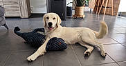 Vanille participe au concours pour gagner de l'argent avec cette photo : chair, cozy, dog, domestic_animal, floor, furniture, golden_retriever, happy, home, indoor, living_room, lying_down, pet, plant, smiling, stuffed_animal, table, tail, tile, toy
