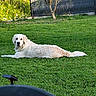 Vanille a rejoint le concours — aidez-le/la à gagner de superbes lots ! animal, canine, daytime, dog, fence, garden, golden_retriever, grass, greenery, lawn, laying_down, mammal, nature, outdoor, peaceful, pet, relaxed, summer, sunlight, tree