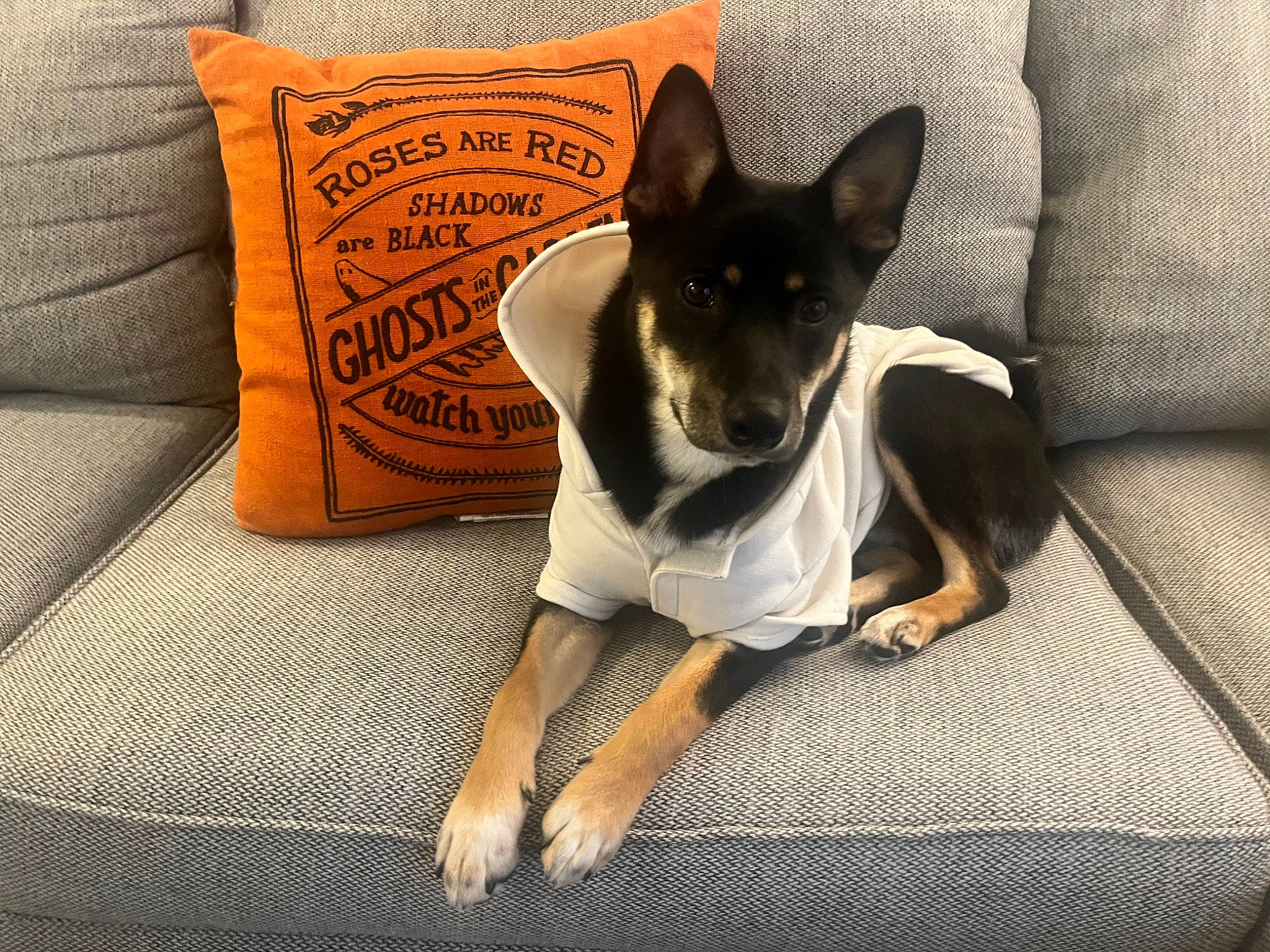 Bruce is registered to the contest to win money with this photo: canidae, carnivore, chihuahua, comfort, companion_dog, dog, dog_breed, dog_supply, fawn, non_sporting_group, paw, russkiy_toy, small_terrier, snout, sporting_group, terrestrial_animal, terrier, toy_dog, whiskers, working_animal