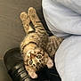 Niobe is registered to the contest to win money with this photo: kitten, tabby, cat, pet, animal, floor, wooden_floor, shoe, black_shoe, person, paw, cute, curious, indoor, young, feline, whiskers, legs, resting, looking_up