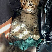 Niobe is registered to the contest to win money with this photo: kitten, tabby, cat, pet, indoor, blanket, sunlight, fur, whiskers, animal, cute, small, curious, blurred_foreground, jacket, person, arm, zipper, cozy, resting