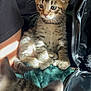 kitten, tabby, cat, pet, indoor, blanket, sunlight, fur, whiskers, animal, cute, small, curious, blurred_foreground, jacket, person, arm, zipper, cozy, resting