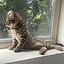 cat, kitten, tabby, windowsill, window, indoor, pet, feline, curious, striped, young_animal, animal, resting, side_view, natural_light, greenery, tree, daylight, quiet, relaxed