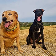 Hoppeur Et Zouma participe au concours pour gagner de l'argent avec cette photo : animal, canine, countryside, dog, field, goldenretriever, grass, grassland, hound, labradorretriever, nature, outdoors, person, pet, photography, plant, puppy, sky, straw, walkingdog
