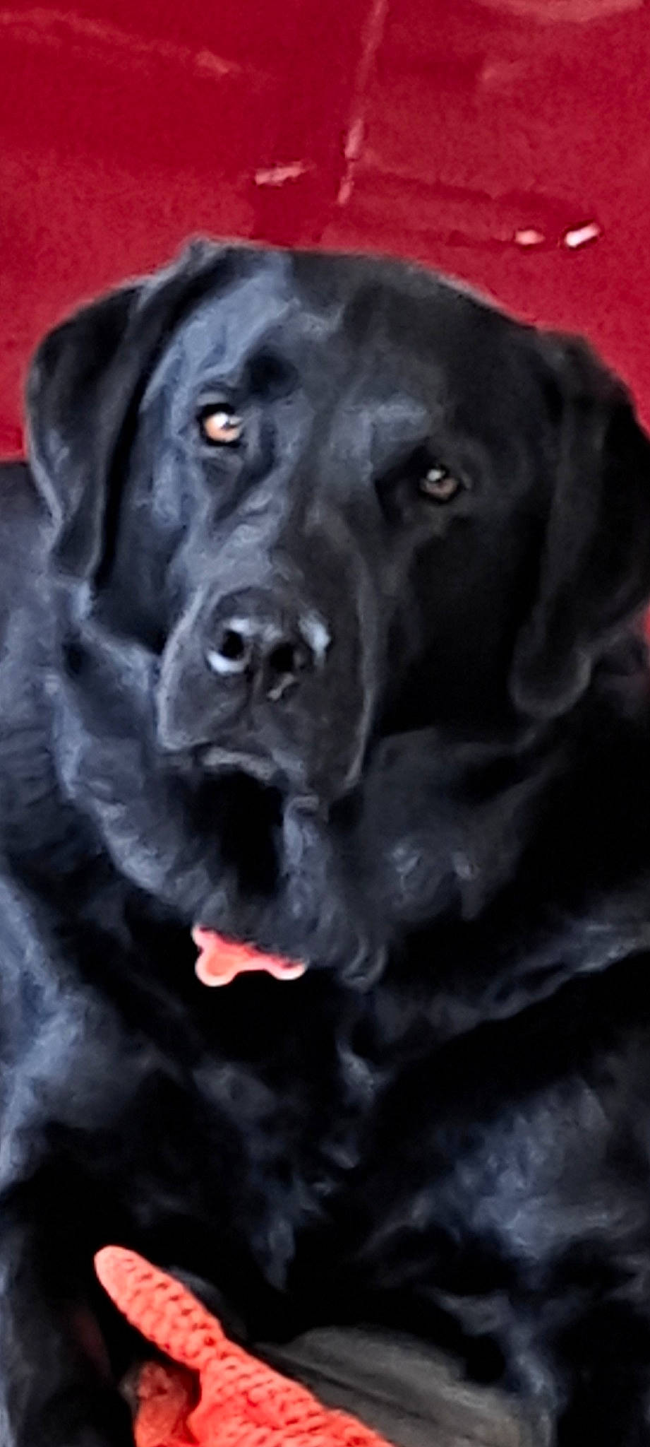 Pégase a rejoint le concours — aidez-le/la à gagner de superbes lots ! borador, carnivore, companion_dog, dog, dog_breed, dog_collar, electric_blue, event, fur, gun_dog, hunting_dog, monochrome_photography, snout, sporting_group, whiskers, working_animal