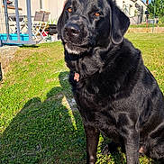 Pégase participe au concours pour gagner de l'argent avec cette photo : dog, black_labrador, pet, grass, outdoor, sunlight, house, backyard, canine, animal, sitting, daytime, nature, fence, collar, tag, shadow, blue_sky, residential, calm