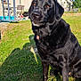 dog, black_labrador, pet, grass, outdoor, sunlight, house, backyard, canine, animal, sitting, daytime, nature, fence, collar, tag, shadow, blue_sky, residential, calm
