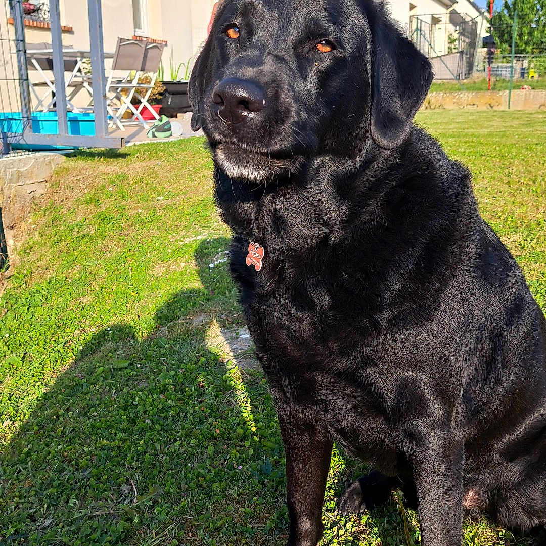 Pégase participe au concours pour gagner de l'argent avec cette photo : animal, backyard, black_labrador, blue_sky, calm, canine, collar, daytime, dog, fence, grass, house, nature, outdoor, pet, residential, shadow, sitting, sunlight, tag