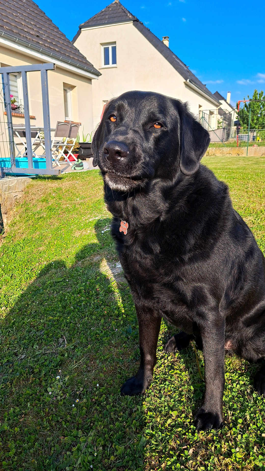 Pégase participe au concours pour gagner de l'argent avec cette photo : dog, black_labrador, pet, grass, outdoor, sunlight, house, backyard, canine, animal, sitting, daytime, nature, fence, collar, tag, shadow, blue_sky, residential, calm