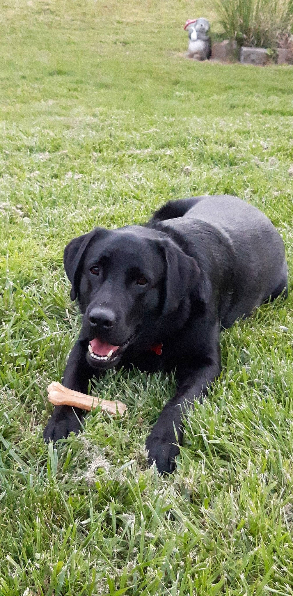 Pégase a rejoint le concours — aidez-le/la à gagner de superbes lots ! borador, carnivore, companion_dog, dog, dog_breed, dog_collar, grass, grassland, groundcover, gun_dog, labrador_retriever, plant, puppy, retriever, snout, sporting_group, tail, terrestrial_animal, whiskers, working_animal