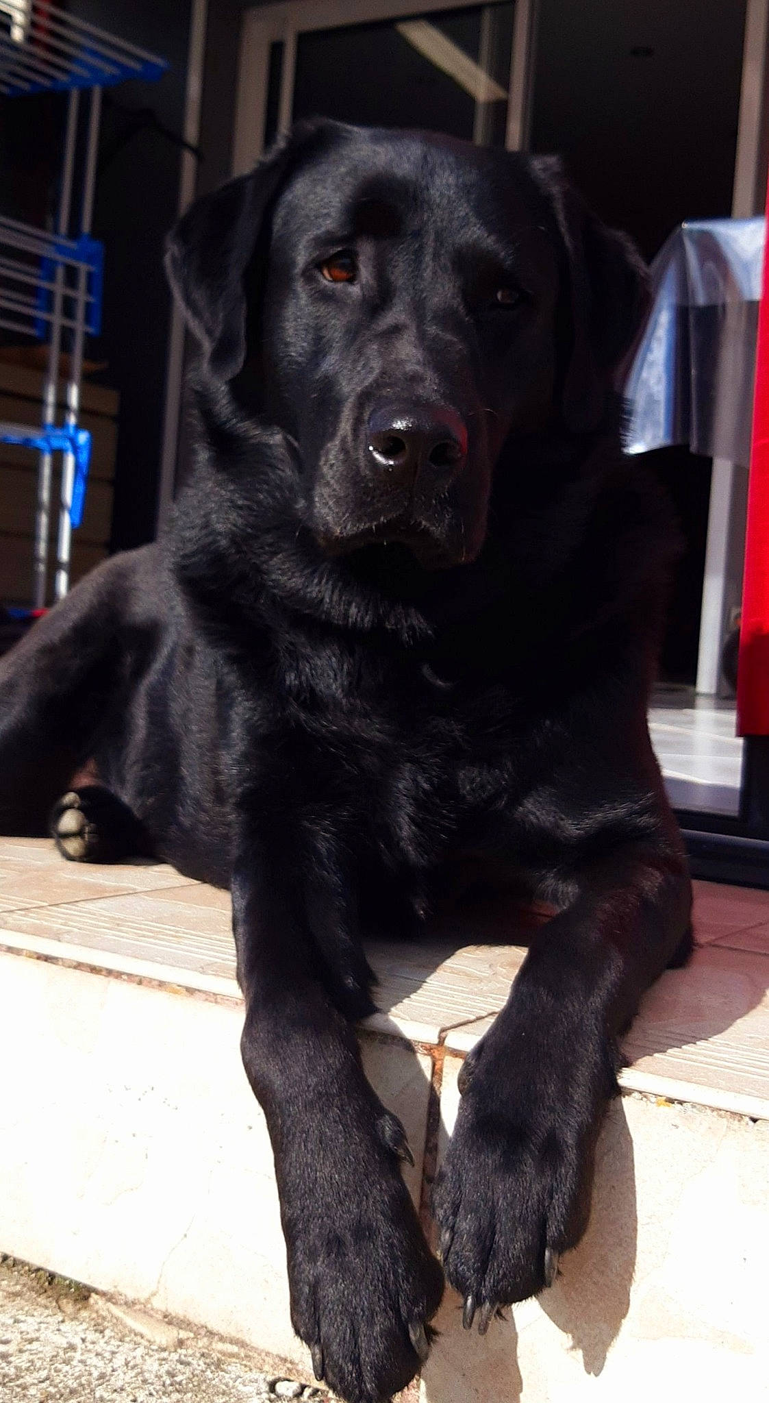 Pégase participe au concours pour gagner de l'argent avec cette photo : borador, canidae, carnivore, collar, companion_dog, dog, dog_breed, dog_collar, fur, gun_dog, hunting_dog, liver, retriever, snout, sporting_group, terrestrial_animal, whiskers, working_animal