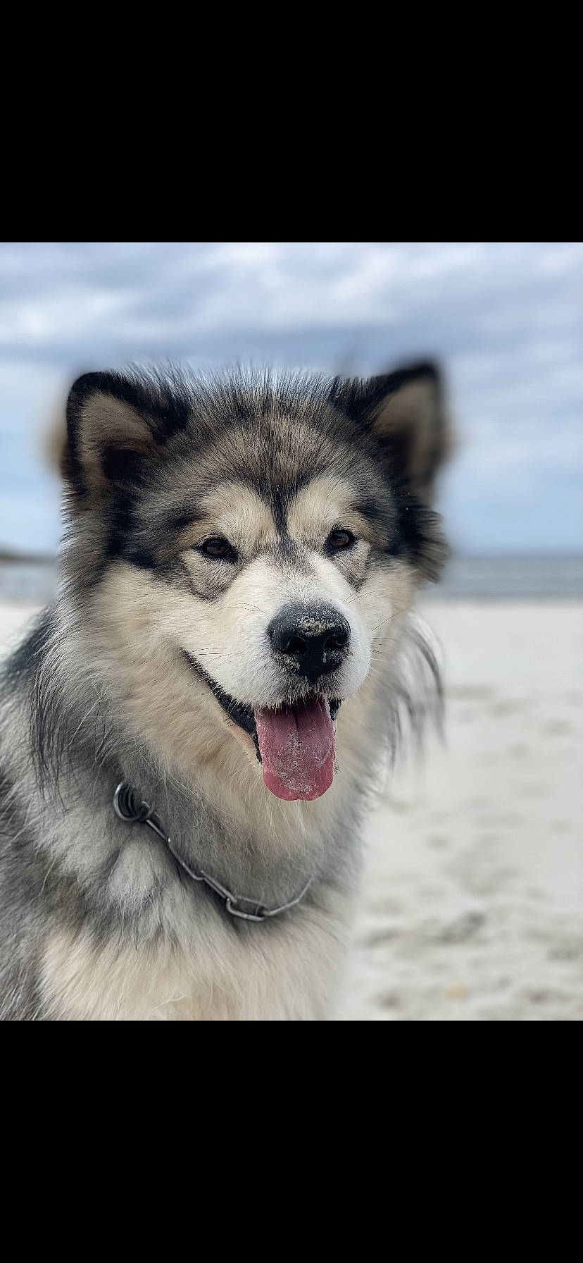 R I C K Y a rejoint le concours — aidez-le/la à gagner de superbes lots ! art, canidae, carnivore, companion_dog, dog, dog_breed, eye, fur, head, jaw, plant, siberian_husky, sky, sled_dog, snout, terrestrial_animal, tree, whiskers, wildlife, working_dog