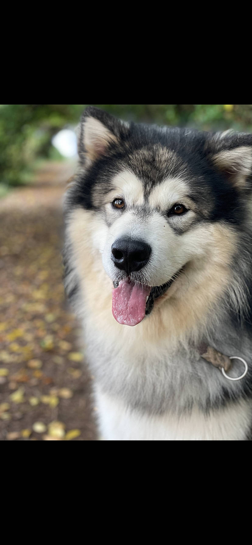 Ricky participe au concours pour gagner de l'argent avec cette photo : art, canidae, carnivore, collar, companion_dog, dog, dog_breed, fur, grass, jaw, plant, sled_dog, snout, sporting_group, stock_photography, terrestrial_animal, tree, whiskers, working_animal, working_dog