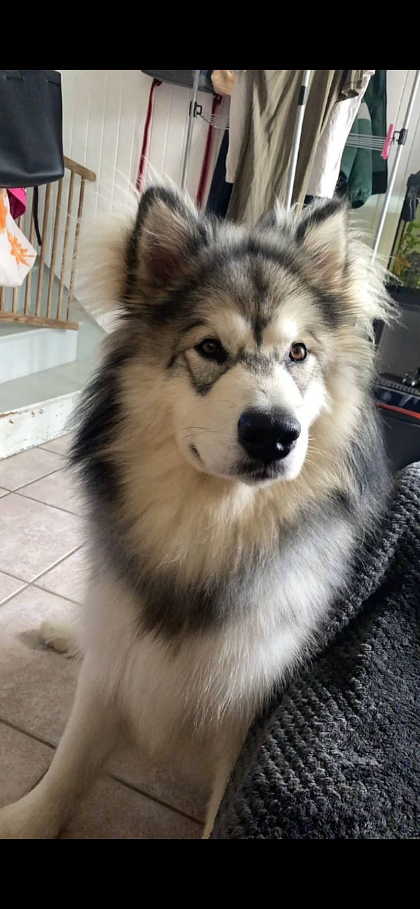 Ricky a rejoint le concours — aidez-le/la à gagner de superbes lots ! canidae, canis, carnivore, companion_dog, dog, dog_breed, eye, fur, iris, plant, sled_dog, snout, spitz, tail, terrestrial_animal, tree, whiskers, white, wildlife, working_animal