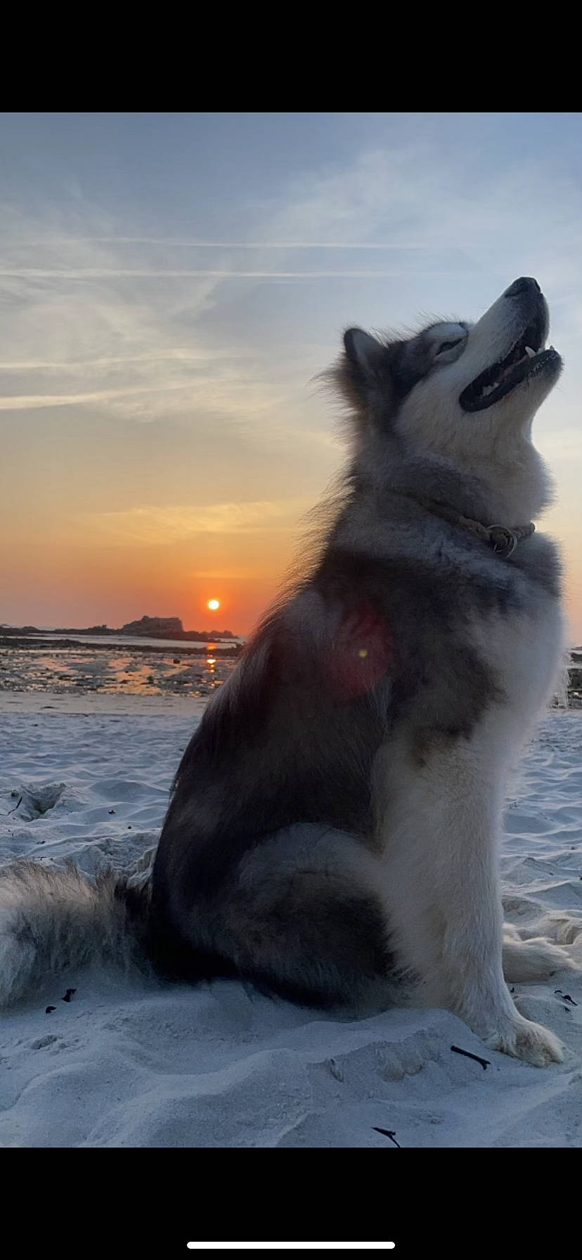 Ricky a rejoint le concours — aidez-le/la à gagner de superbes lots ! beach, canidae, carnivore, cloud, companion_dog, dog, dog_breed, freezing, fur, herding_dog, ocean, sky, sled_dog, snow, sporting_group, sunrise, water, whiskers, winter, working_dog