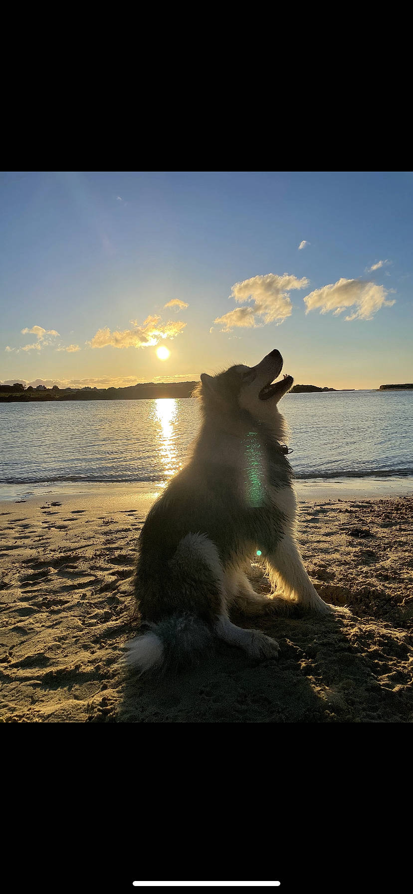 Ricky participe au concours pour gagner de l'argent avec cette photo : afterglow, backlighting, beach, carnivore, cloud, companion_dog, dog, dog_breed, dusk, happy, horizon, lake, people_in_nature, sky, sun, sunlight, sunrise, sunset, water, water_resources