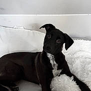 Holly a rejoint le concours — aidez-le/la à gagner de superbes lots ! dog, black_dog, pet, couch, indoor, white_pillow, fluffy_pillow, relaxed, head_tilt, comfortable, domestic_animal, laying_down, fur, canine, animal, companion, home, cozy, cute, curious