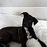 dog, black_dog, pet, couch, indoor, white_pillow, fluffy_pillow, relaxed, head_tilt, comfortable, domestic_animal, laying_down, fur, canine, animal, companion, home, cozy, cute, curious