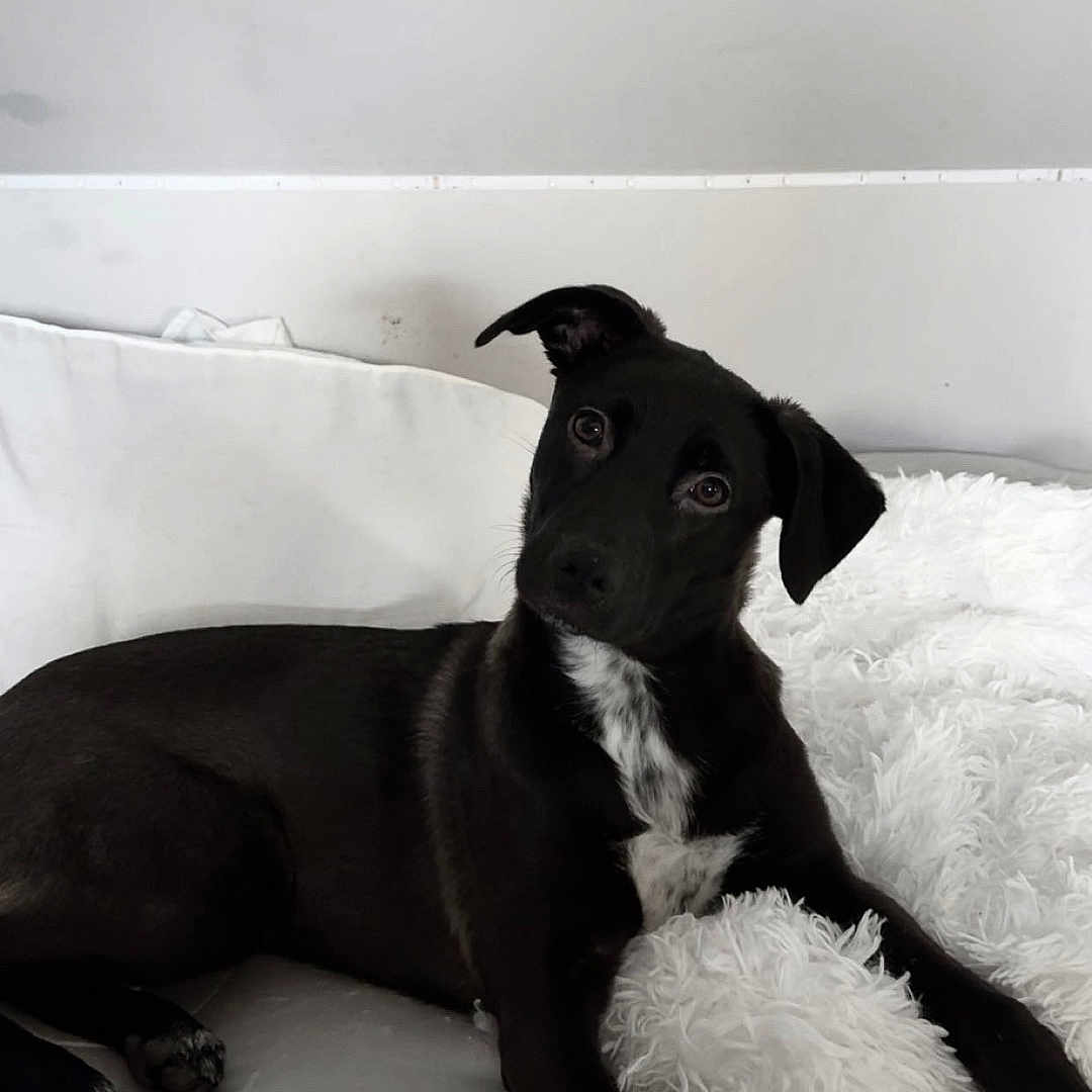 Holly a rejoint le concours — aidez-le/la à gagner de superbes lots ! dog, black_dog, pet, couch, indoor, white_pillow, fluffy_pillow, relaxed, head_tilt, comfortable, domestic_animal, laying_down, fur, canine, animal, companion, home, cozy, cute, curious