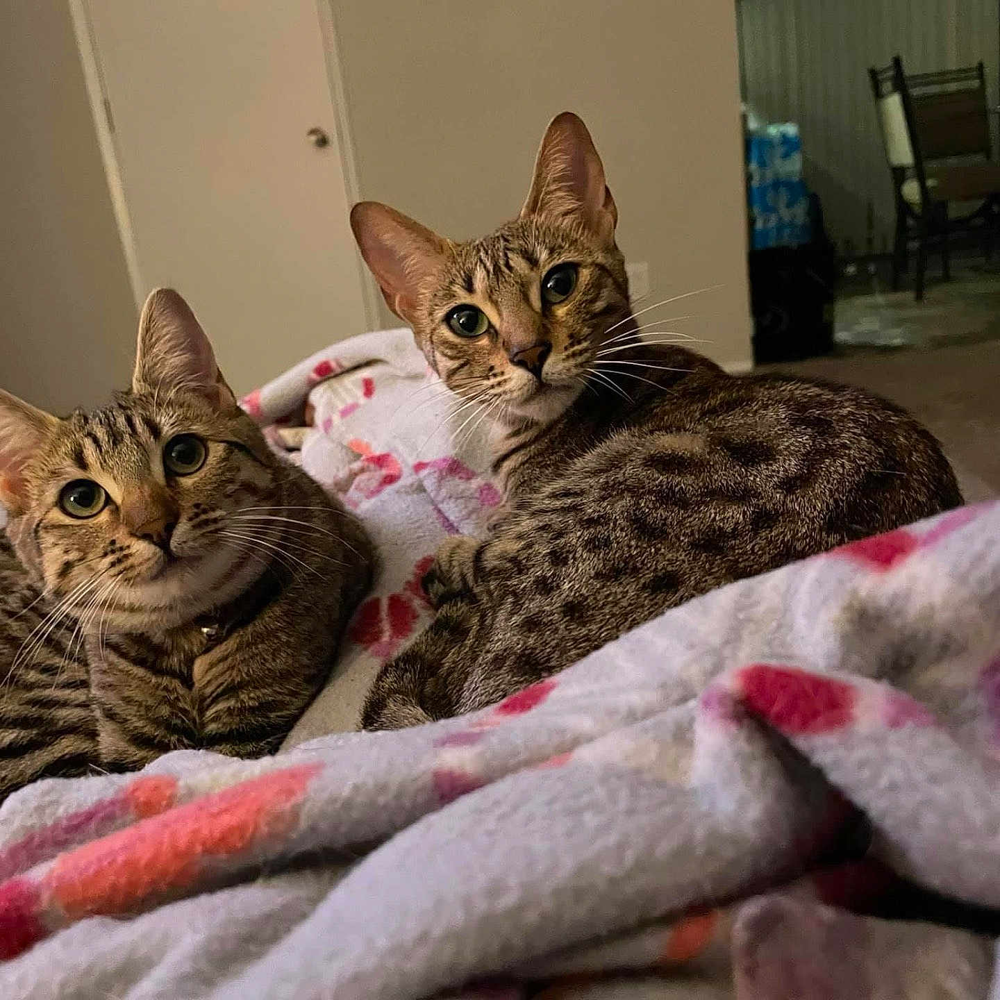 Hannah Trixie joined the competition — help win amazing prizes! abyssinian, animal, blanket, cat, egyptiancat, furniture, kitten, ocelot, person, pet, quilt
