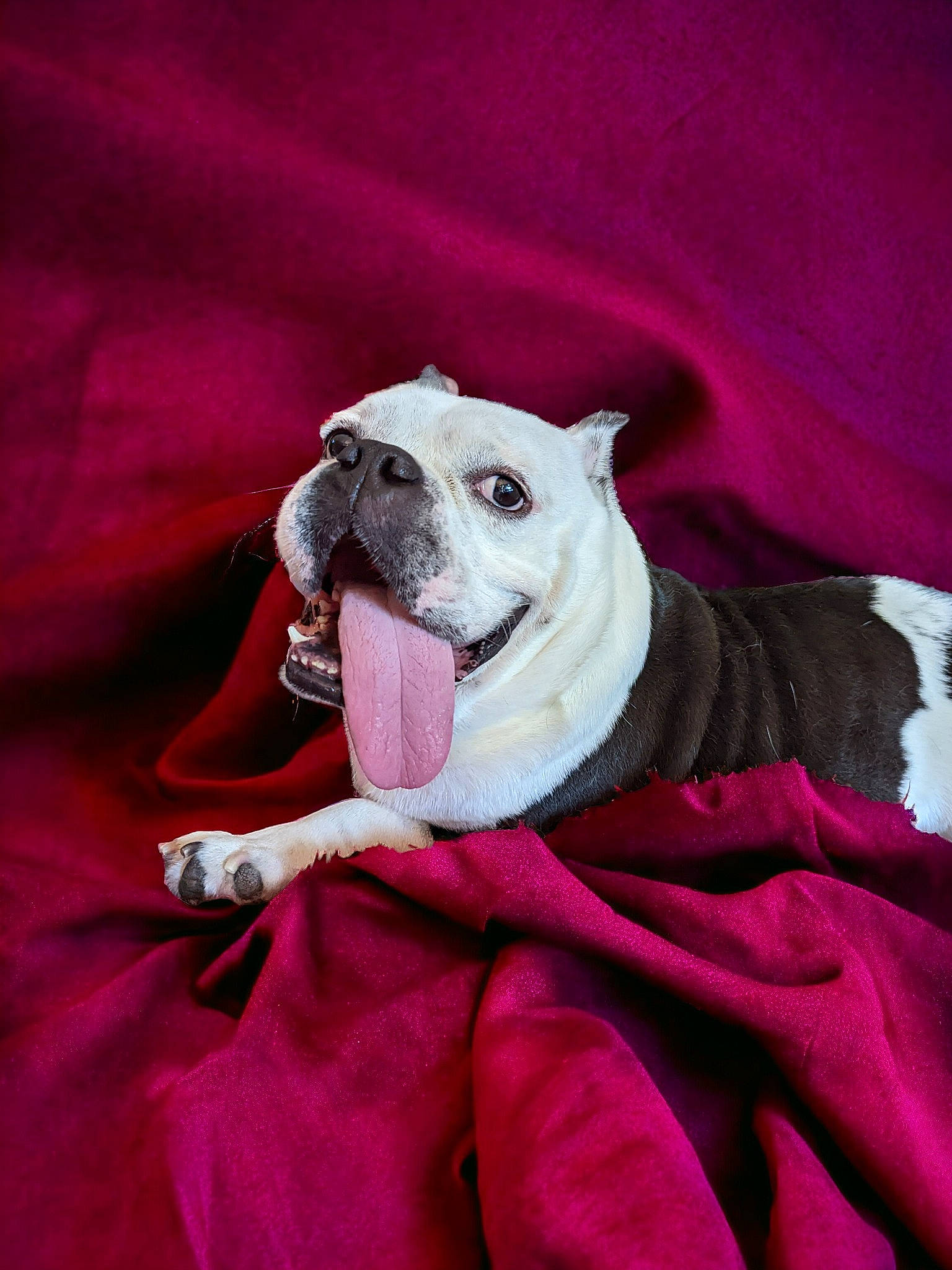 Meatloaf is registered to the contest to win money with this photo: bulldog, canidae, carnivore, club_chair, collar, comfort, companion_dog, dog, dog_breed, dog_clothes, dog_collar, dog_supply, fawn, magenta, pink, plant, purple, snout, toy_dog, wrinkle