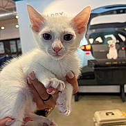 Pearl is registered to the contest to win money with this photo: kitten, white_cat, heterochromia, animal, pet, hand, indoor, person, feline, cute, young_cat, paw, ears, face, domestic_animal, background, cartoon_dogs, pet_carrier, nail_polish, holding