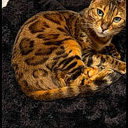 Poppy is registered to the contest to win money with this photo: cat, bengal_cat, pet, animal, fur_pattern, green_eyes, whiskers, ears, paw, tail, black_blanket, bed, resting, indoor, cute, domestic_animal, feline, sleepy, cozy, close_up