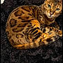 cat, bengal_cat, pet, animal, fur_pattern, green_eyes, whiskers, ears, paw, tail, black_blanket, bed, resting, indoor, cute, domestic_animal, feline, sleepy, cozy, close_up