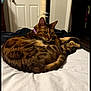 Poppy is registered to the contest to win money with this photo: cat, bed, purple_collar, scratching_post, indoor, feline, spotted_fur, relaxed, pet, animal, domestic, fur_pattern, looking_back, cozy, home, door, blanket, resting, curious, whiskers