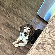 Ozzie joined the competition — help win amazing prizes! dog, pet, indoor, wooden_floor, beagle, lying_down, happy, ears, collar, tag, flooring, metal_surface, patterned_fabric, looking_up, animal, canine, fur, domestic, companion, smiling