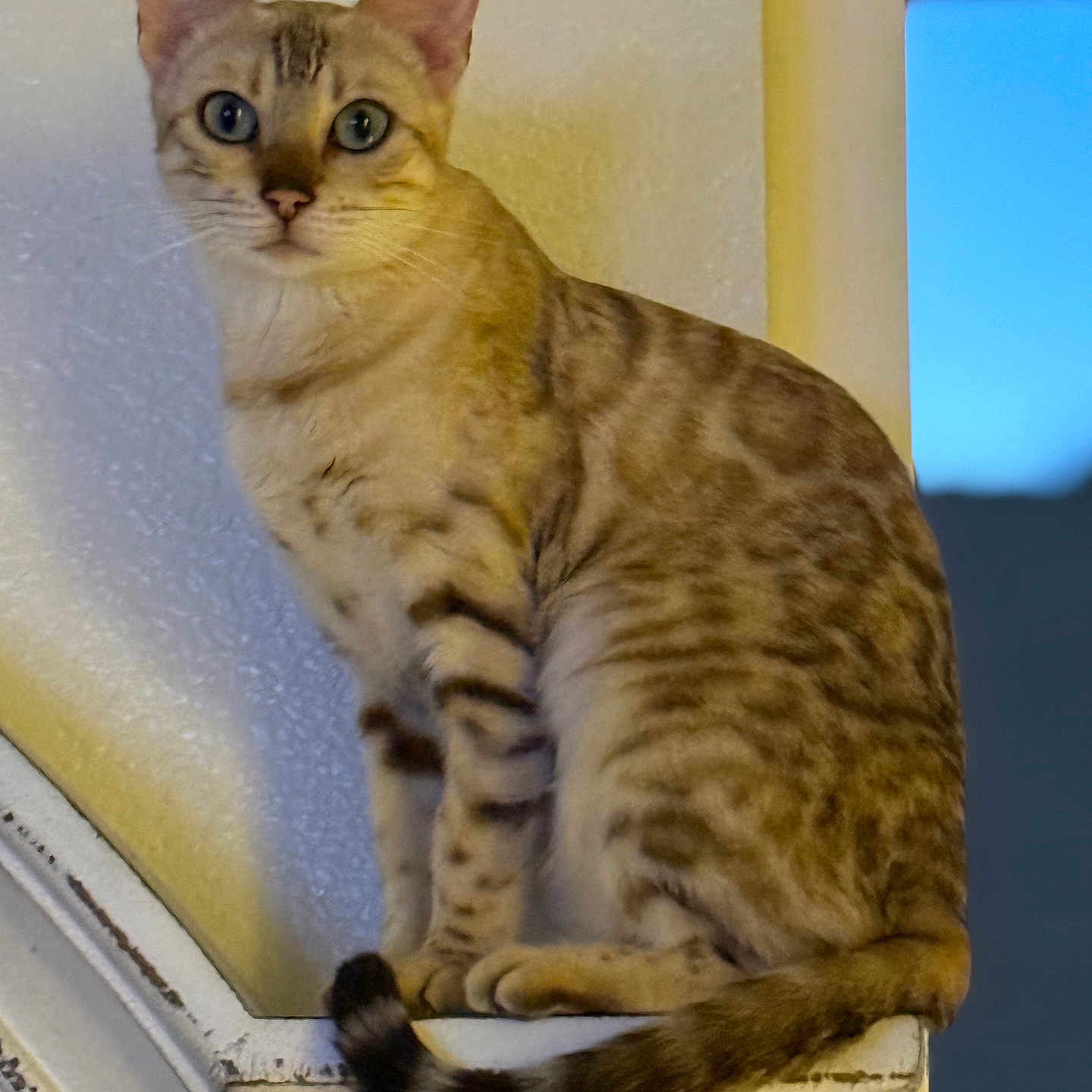Sunny joined the competition — help win amazing prizes! animal, blue_eyes, cat, close_up, curious, domestic_cat, ears, evening, feline, fur, house, indoor, ledges, pet, portrait, sitting, striped, tail, whiskers, window