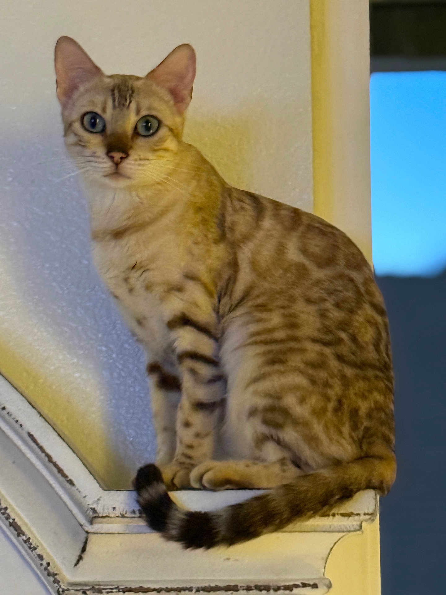 Sunny joined the competition — help win amazing prizes! animal, blue_eyes, cat, close_up, curious, domestic_cat, ears, evening, feline, fur, house, indoor, ledges, pet, portrait, sitting, striped, tail, whiskers, window