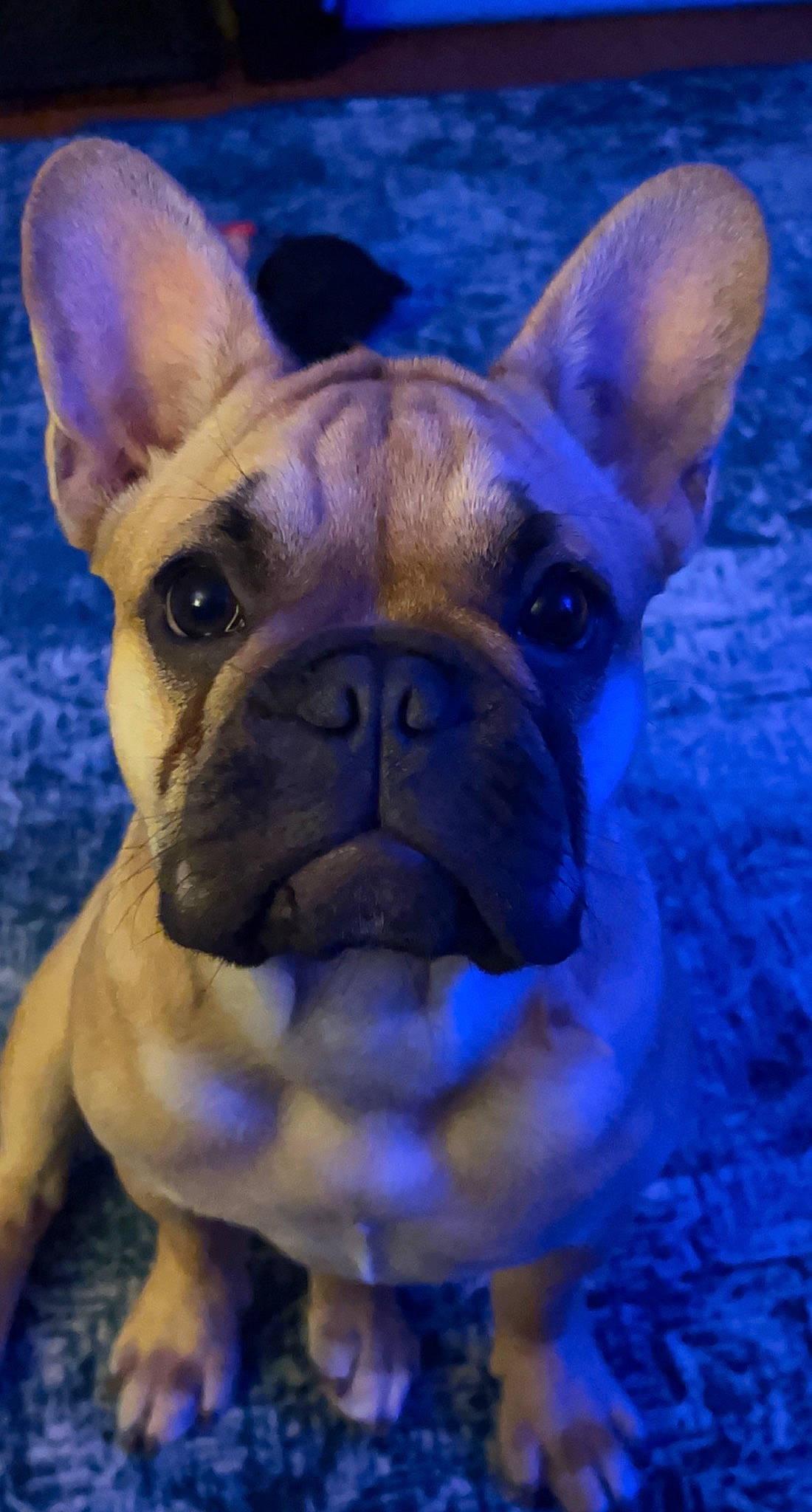 Fergie joined the competition — help win amazing prizes! art, blue, bulldog, canidae, carnivore, companion_dog, dog, dog_breed, electric_blue, fawn, french_bulldog, grass, molosser, non_sporting_group, plant, snout, toy_dog, water, whiskers, wrinkle
