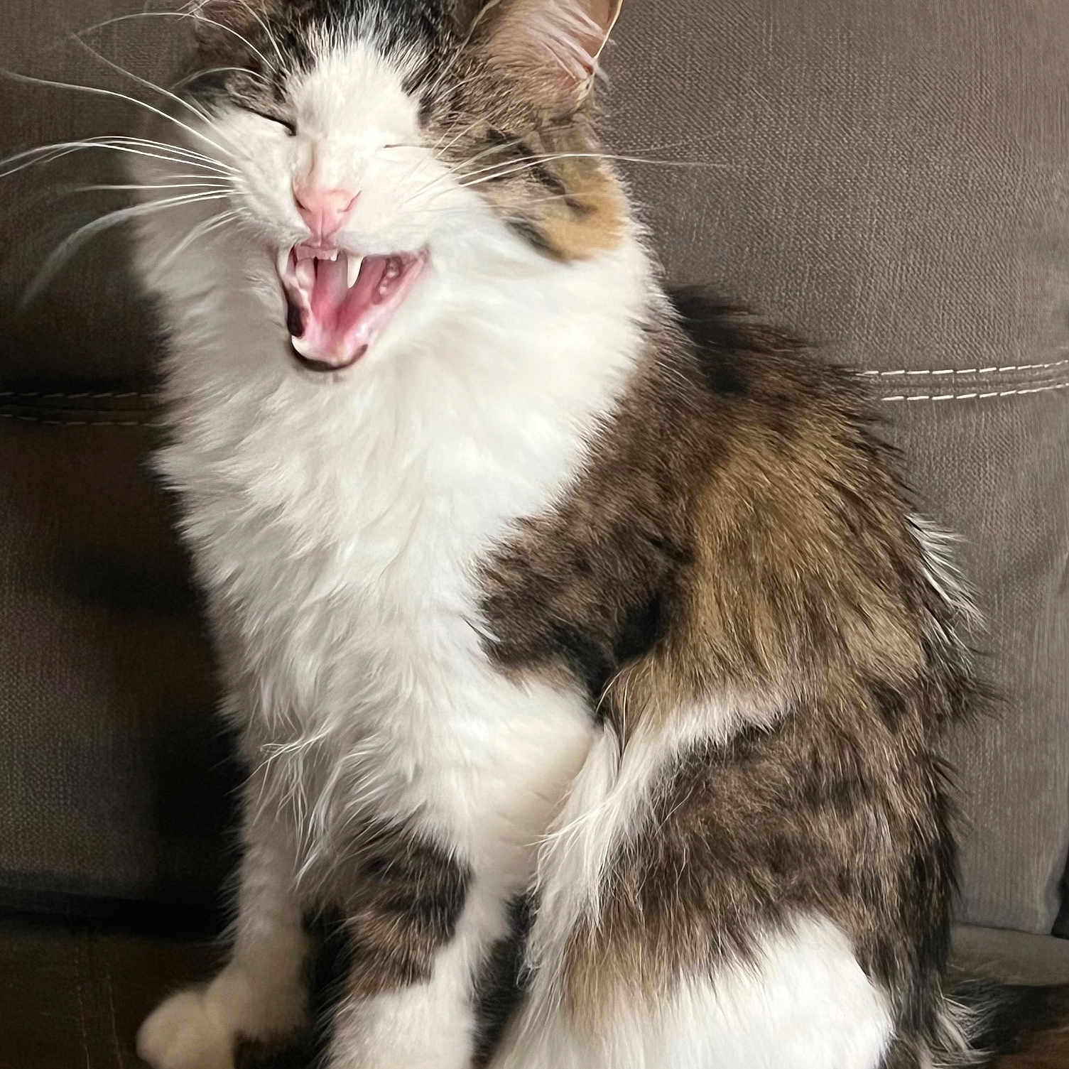 Angus joined the competition — help win amazing prizes! abyssinian, angora, animal, bodypart, cat, couch, cushion, egyptiancat, furniture, hardwood, homedecor, kitten, manx, mouth, person, pet, sleeping, snout, teeth, tongue