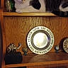 cat, wooden_shelf, decor, vintage, plate, miniature_camel, sign, rosies_diner, indoor, pet, feline, brown_wood, warm_lighting, shelf, resting, animal, nostalgic, home_decor, curious, cozy