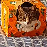 animal, blanket, box, cat, cozy, curious, cute, eyes, face, feline, fur, indoors, juice_box, orange_box, pattern, paws, pet, playful, resting, tabby_cat