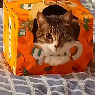 Kit Kit