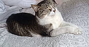 Kit Kit is registered to the contest to win money with this photo: cat, tabby, white, bed, bedspread, pillow, relaxed, sleeping, indoor, pet, animal, cozy, feline, resting, comfort, household, domestic, cute, peaceful, fur
