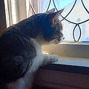 Kit Kit is registered to the contest to win money with this photo: cat, windowsill, window, natural_light, indoor, pet, feline, curious, whiskers, gray_and_white, decorative_window, sunlight, profile, looking_outside, domestic_animal, quiet, still_life, animal, home, curiosity